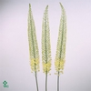 EREMURUS SH YELL SUN