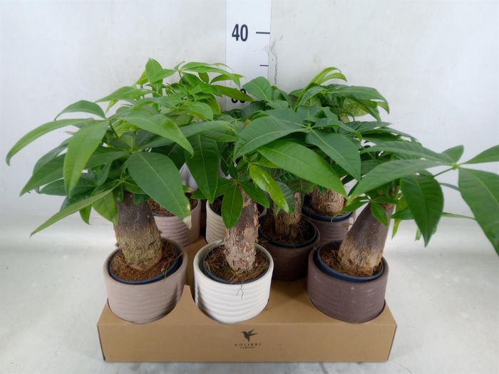 <h4>Pachira aquatica</h4>