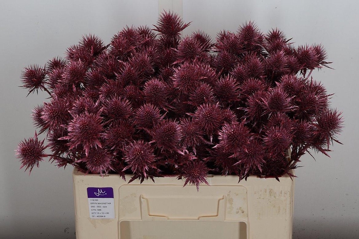 <h4>Eryn Ov Klb Metal Rood</h4>