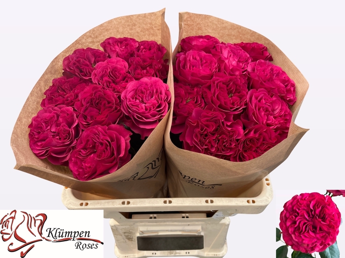 <h4>R GR CHERRY VELVET</h4>