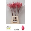 Anthurium Xavia