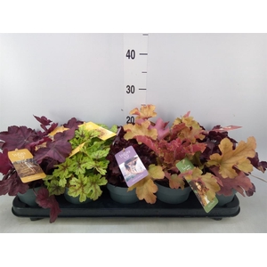 Heuchera  'Indian Summer'   ...mix