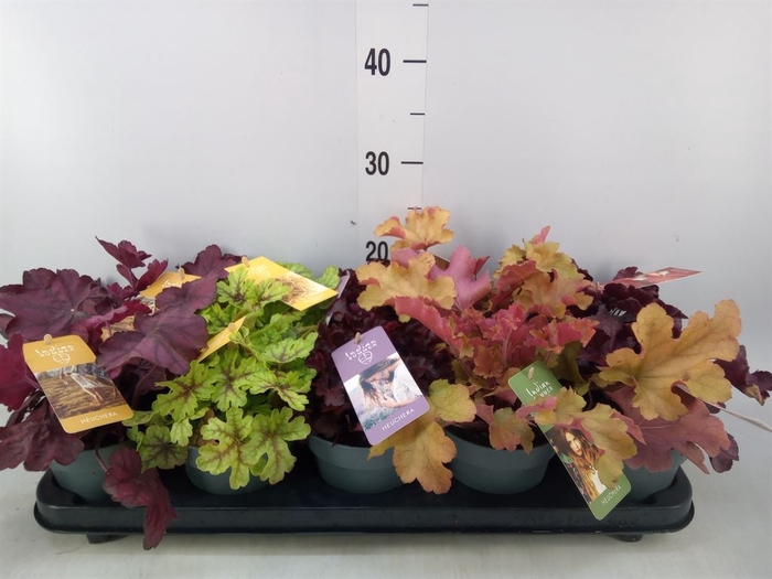 <h4>Heuchera  'Indian Summer'   ...mix</h4>