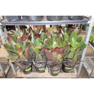 BROMELIA IMPERIAL P27 VERDE/VERMELHO