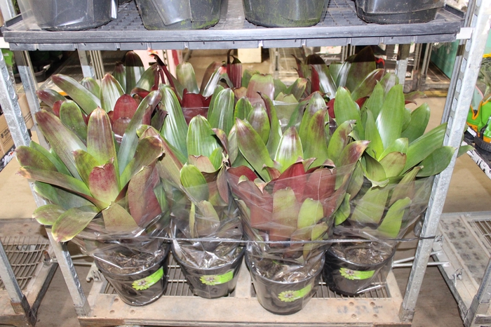 <h4>BROMELIA IMPERIAL P27 VERDE/VERMELHO</h4>