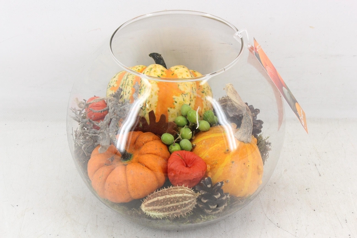 <h4>arr4 Sierfruit MB - Bolglas XL</h4>