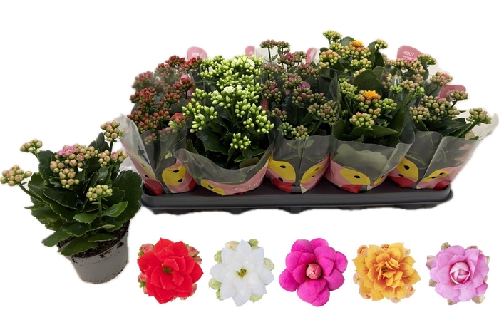 arr8 Kal Ge Rf Gem 5 Kl