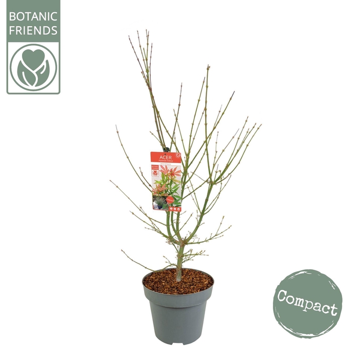 <h4>Acer palmatum Jerre Schwartz</h4>