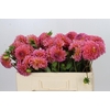 Dahlia Pink Runner
