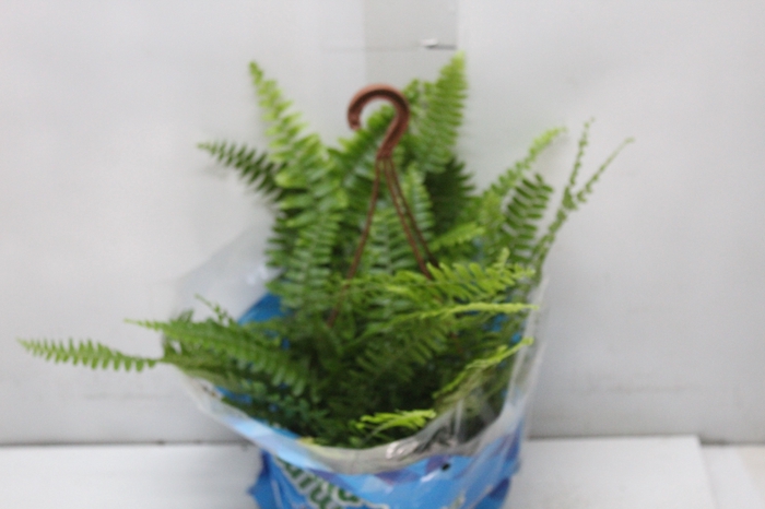 <h4>SAMAMBAIA AMERICANA MINI C18</h4>