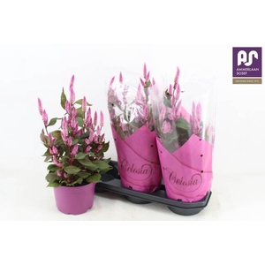 CEL WILD PINK