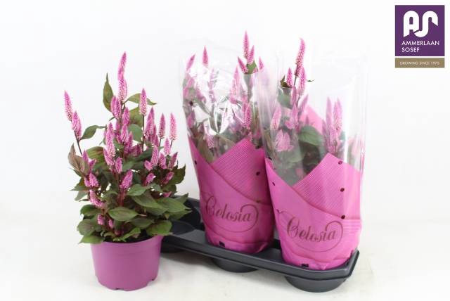 <h4>CEL WILD PINK</h4>