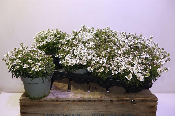 <h4>Iber Sempervirens</h4>