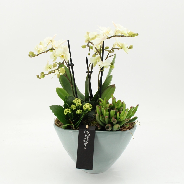 <h4>ARR KAMERPL BLOEI H%</h4>