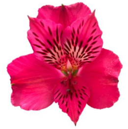 <h4>Alstr Alegria Hot Pink 60cm EC</h4>