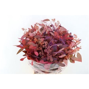 EUCALYP KLB BS H%
