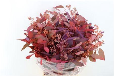 <h4>EUCALYP KLB BS H%</h4>