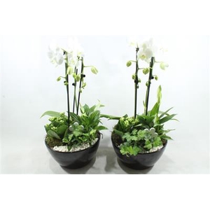 1188 KER BLACK PHAL