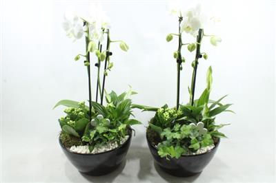 <h4>1188 KER BLACK PHAL</h4>