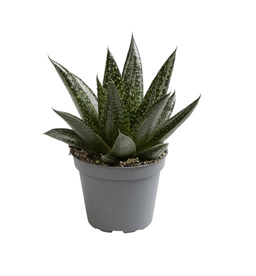 ALOE HYBRID P6 D. DUE