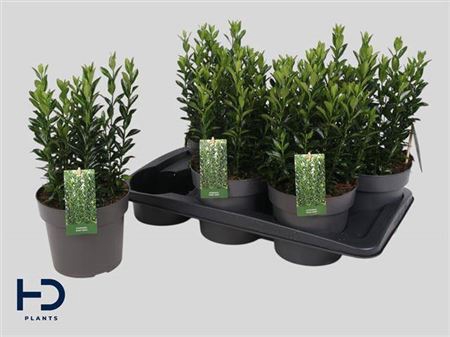 <h4>Euonymus Ja Green Spire</h4>