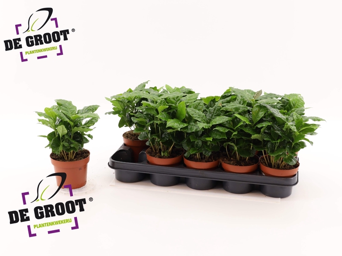 <h4>COFFEA ARABICA</h4>