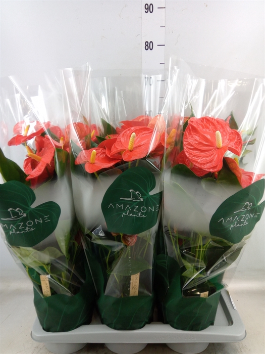 <h4>Anthurium andr. 'Nebraska'</h4>