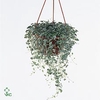 Dichondra arg. Silver Falls