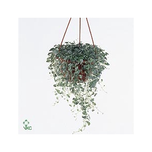 DICH ARG SILVER FALL
