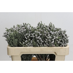 Kaaps Groen Silver Brunia