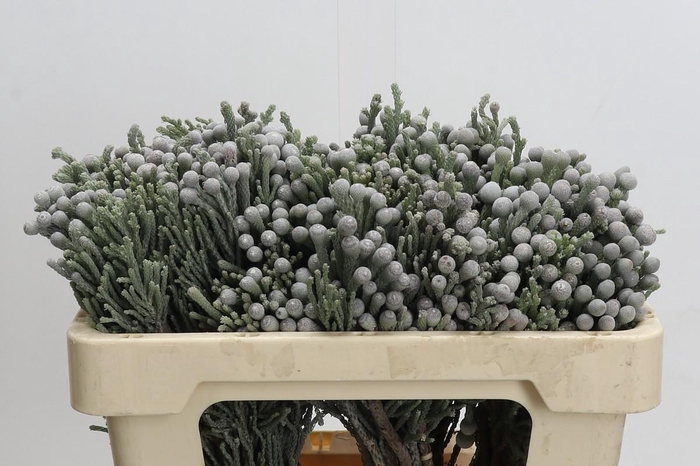 Kaaps Groen Silver Brunia