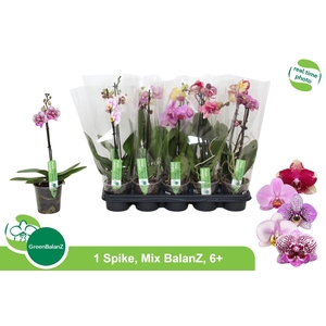PHAL GEM