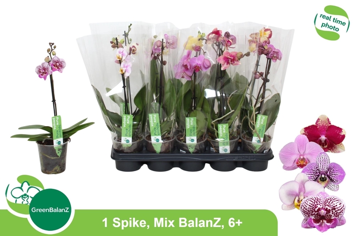 <h4>PHAL GEM</h4>