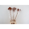 DF Allium Paint Oranje