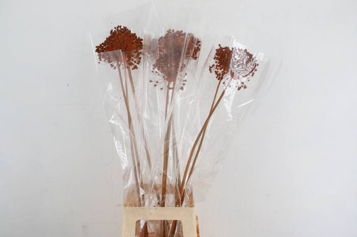 DF Allium Paint Oranje