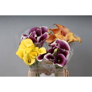 Zantedeschia mix in bucket