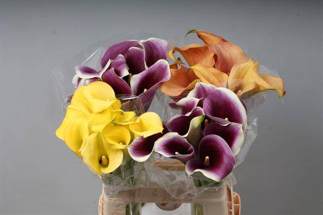 <h4>Zantedeschia mix in bucket</h4>