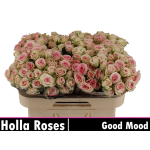 R TR GOOD MOOD