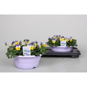 VIO CO TW LAV+YEL FA