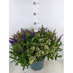 Hebe  'Addenda'   ...mix in pot