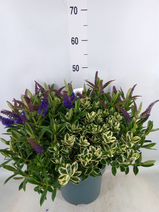 <h4>Hebe  'Addenda'   ...mix in pot</h4>