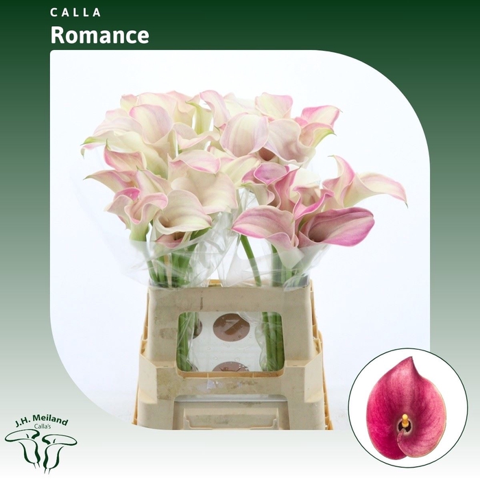 <h4>Calla Romance</h4>