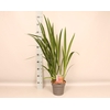 vaste planten 19 cm  Crocosmia Fire King