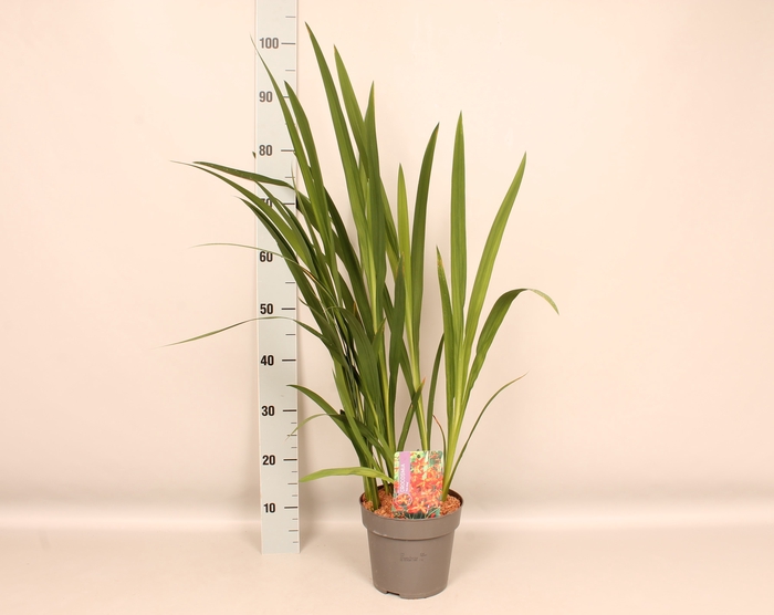 vaste planten 19 cm  Crocosmia Fire King