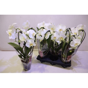 arr8 Phal An Glasgow Cascade