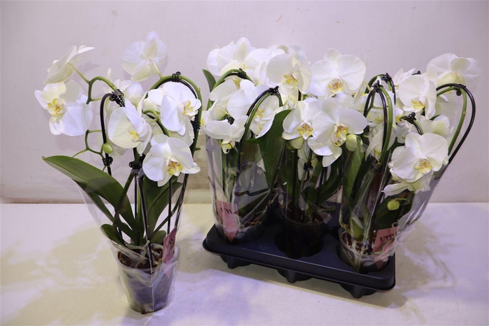 <h4>arr8 Phal An Glasgow Cascade</h4>