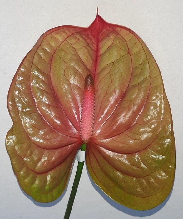 <h4>Anthurium andr. 'Licosa'</h4>