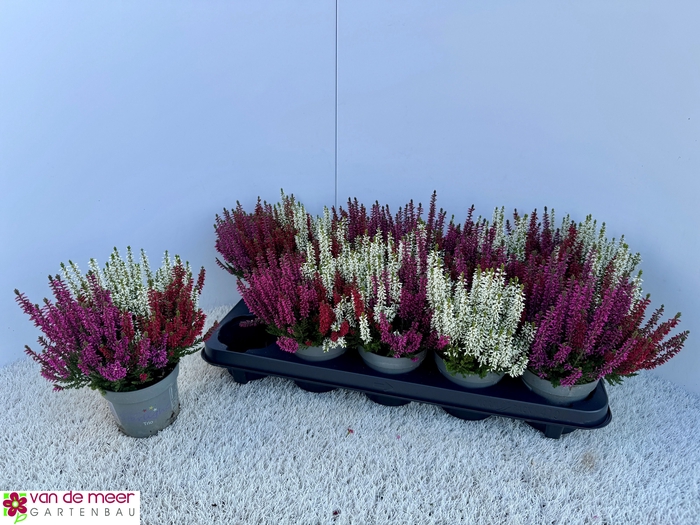 <h4>CALLU BL GEM PT 3KL</h4>