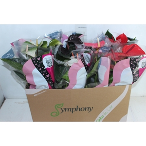 ANTHURIUM VARIADO P15