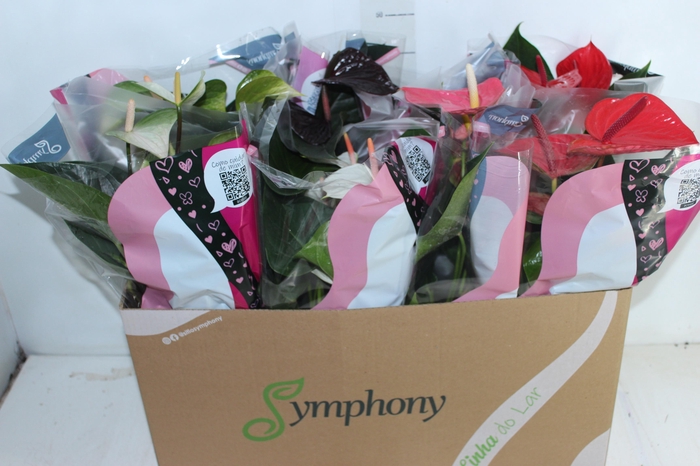 <h4>ANTHURIUM VARIADO P15</h4>